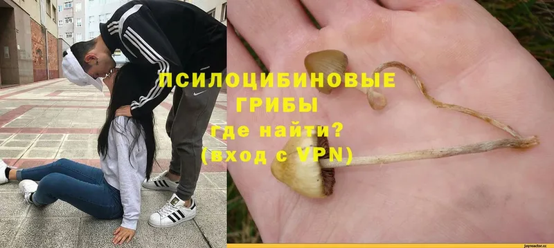 Галлюциногенные грибы Psilocybine cubensis  купить   Ревда 